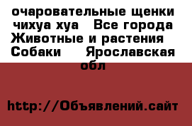 очаровательные щенки чихуа-хуа - Все города Животные и растения » Собаки   . Ярославская обл.